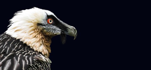 Photo d'un gypaète barbu sur fond noir