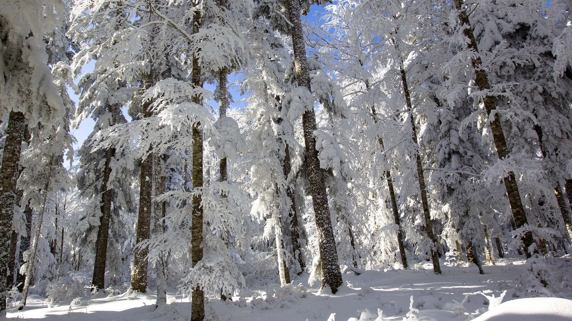 les arbres chargés de neige des forêts du Vercors