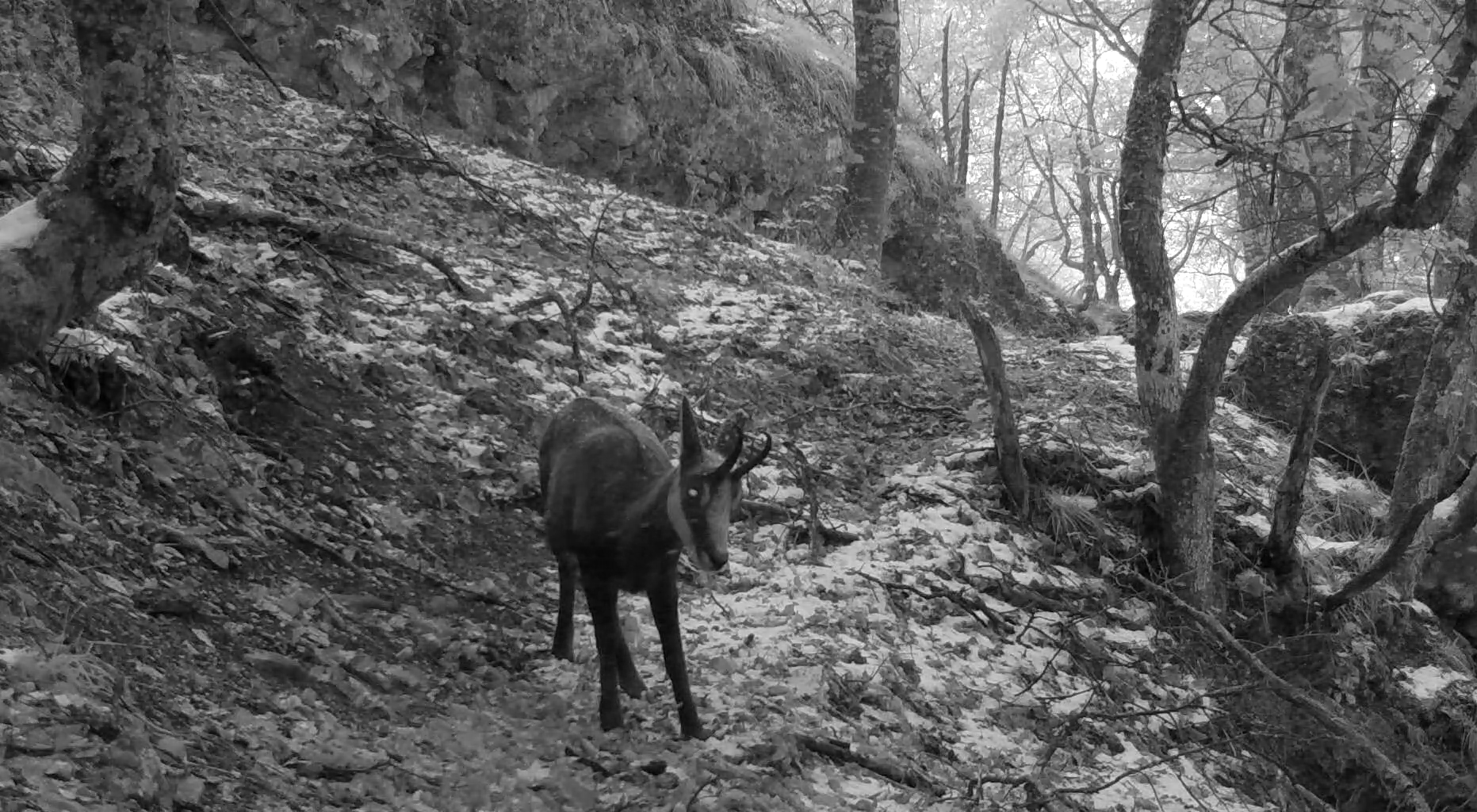 Rencontrer la faune en hiver Accompagnateurs Drome Vercors