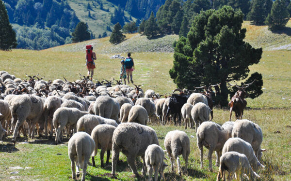 à la rencontre du troupeau de mouton dans le Vercors